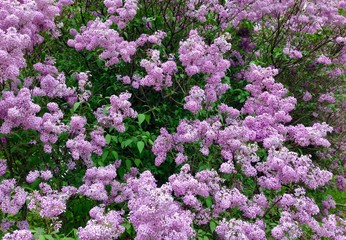 Purple Lilac Background with spring green foliage