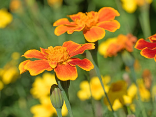 Tagetes, Studentenblumen
