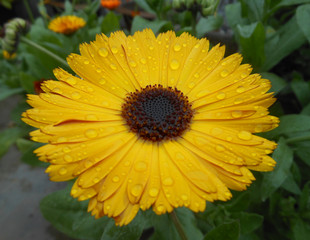 beautiful yellow sunflower with water drops