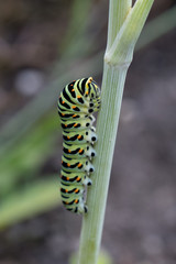 caterpillar of a swallowtail