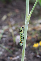 caterpillar of a swallowtail