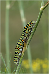 caterpillar of swallowtail
