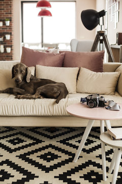 Dog lying on sofa in contemporary interior