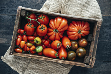 Food: Different types of tomatos, marinda, datterino, san marzano, kumato, plum tomato, bulls heart tomato