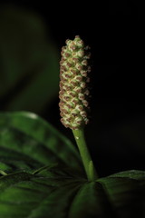 Fototapeta premium close up to Piper sarmentosum Roxb or Wild Betel Leafbush in black background