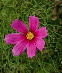 Obraz premium Bright purple daisy against bright green foliage
