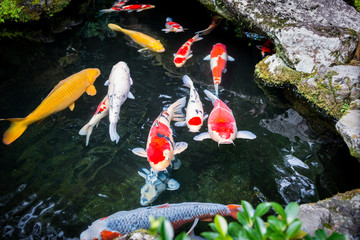 Koi Karpfen in Japan