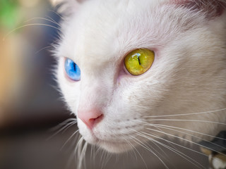 Close up odd eyes of Khao-manee Cat (Siamese cat). Selective focus.