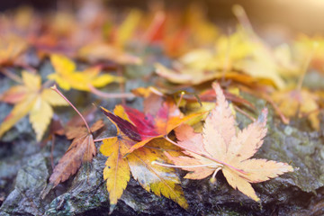 Autumn leaves on stone