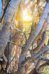 Intertwining of trunks and branches of pine