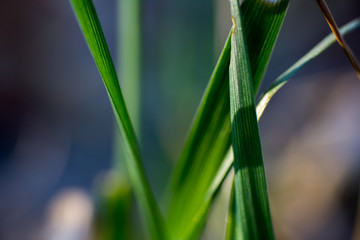Close-up of Blades of Grass