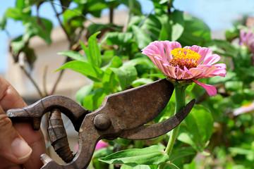 man cuts the flower in the garden