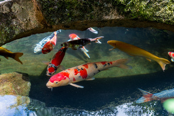 Koi Karpfen in Japan 
