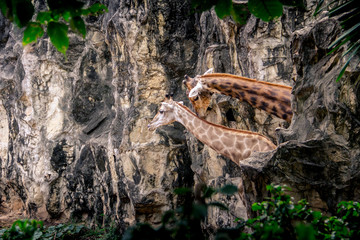 Giraffe couple hide behind the rock mountain.