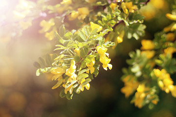 Wild rose with yellow flowers in the sun