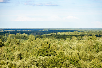 panoramic view of misty forest. far horizon