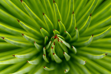 Makroaufnahme einer Agave striata, selektiver Fokus