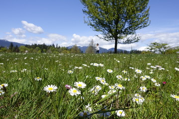 Beautiful grass, flowers, tree and blue sky.