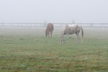 Konie we mgle.
