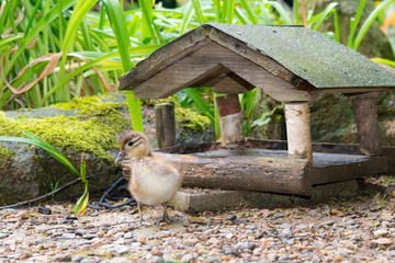 Küken der Mandarinente (Aix galericulata) vor einem Vogelhaus, Ostharz, Sachsen-Anhalt,...