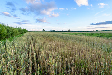countryside fields in summer with dramatic sunset