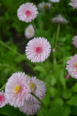 Obraz premium Pink flowers in the garden