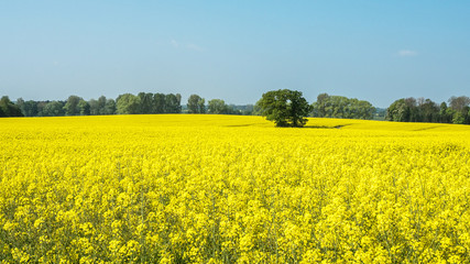 Rapsfeld