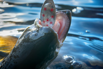 Brook trout caught on rotating spinner