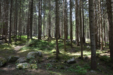 Forêt à Chamonix Mont-Blanc