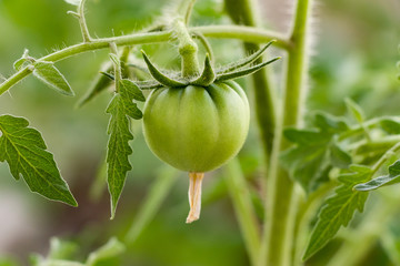 Cherry Tomato on a Branch