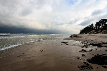 View of a stormy beach in the morning with lonely trees