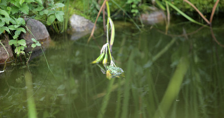 green frog sitting on a flower in a water pond