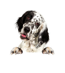 english setter dog peeking