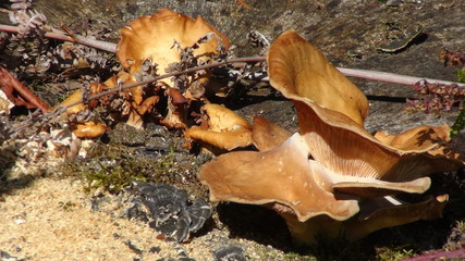 Champignon
