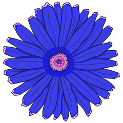 Obraz premium Blue gerbera. Vector illustration. Drawing by hand.