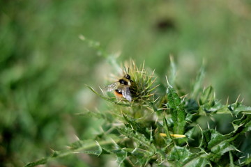 Bumblebee on a plant