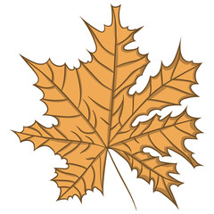 Maple Leaf. vector illustration. Drawing by hand.