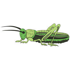 Green grasshopper on a white background. vector illustration. Hand drawing.