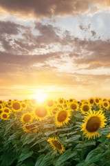 Obraz premium sunflower in bloom / field of Ukraine the sky at sunset