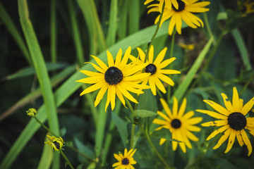 black eyed susan- rudbeckia flowers