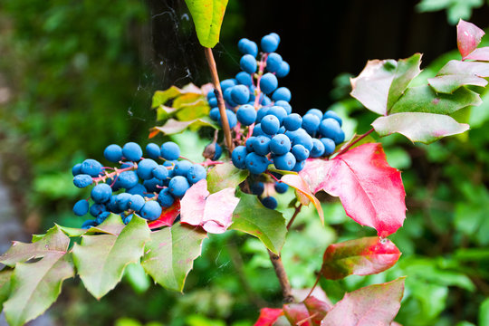 Mahonie, Mahonia aquifolium