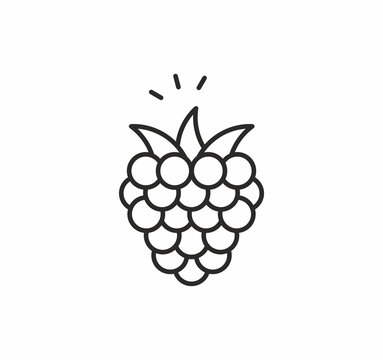 Raspberries vector icon