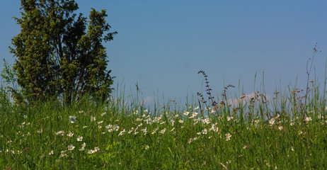 Wiosenna łąka © Grzegorz