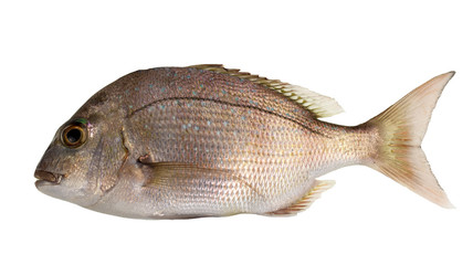 Snapper Juvenile Fish.