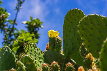 Gelbe Katusblüte vor blauem Himmel, Gran Canaria, kanarische Inseln