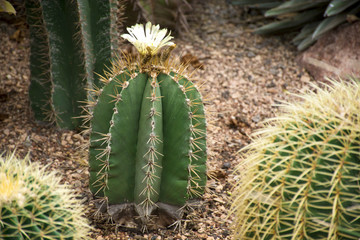 Naklejka na ściany i meble Cactus garden