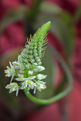 Cebolla de la suerte - Albuca bracteata (sin.Ornithogalum caudatum)