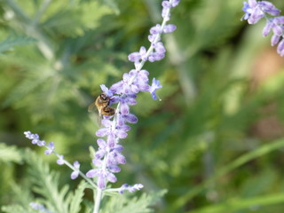 bee and lavander