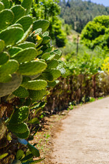 Blühende Kaktushecke am Wegesrand, Gran Canaria, selektive Schärfe