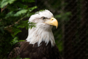 Side profile of eagle head 